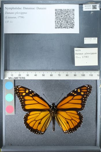 Media type: image;   Entomology 152519